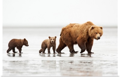 Grizzly Bear mother and cubs, Lake Clark National Park, Alaska