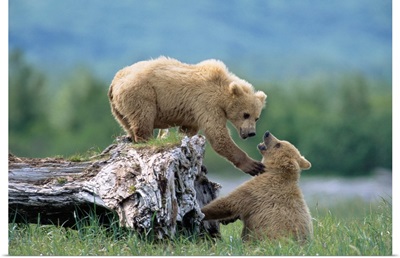 Grizzly Bear Sisters Playing Katmai National Park