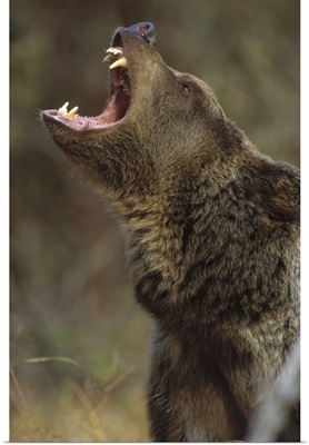Grizzly Bear (Ursus arctos horribilis) calling, North America