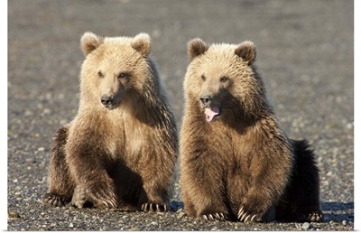 Grizzly Bear (Ursus arctos horribilis) cubs, one yawning, Katmai National Park, Alaska