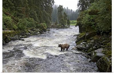 Grizzly Bear (Ursus arctos horribilis) fishing, Tongass National Forest, Alaska