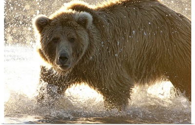Grizzly Bear (Ursus arctos horribilis) foraging for salmon, Katmai National Park, Alaska