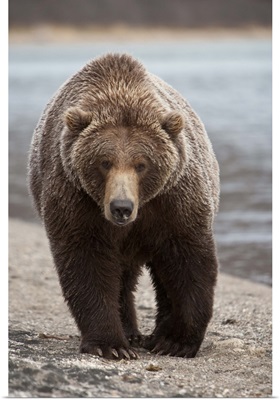 Grizzly Bear (Ursus arctos horribilis), Katmai National Park, Alaska