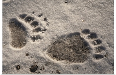 Grizzly Bear (Ursus arctos horribilis) paw prints, Katmai National Park, Alaska