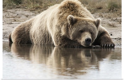 Grizzly Bear (Ursus arctos horribilis) sleeping on shore, Katmai National Park, Alaska