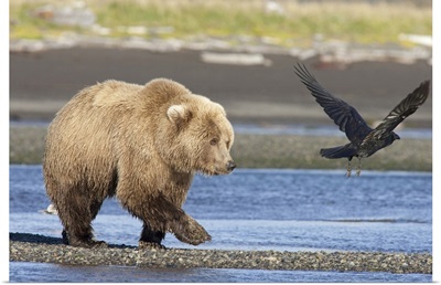 Grizzly Bear (Ursus arctos horribilis) walking along water Katmai National Park, Alaska