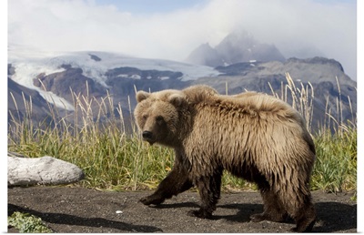 Grizzly Bear (Ursus arctos horribilis) yearling, Katmai National Park, Alaska