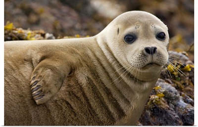 Harbor Seal (Phoca vitulina) portrait, Katmai National Park, Alaska