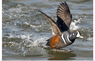 Harlequin Duck (Histrionicus histrionicus) male taking flight, New Jersey