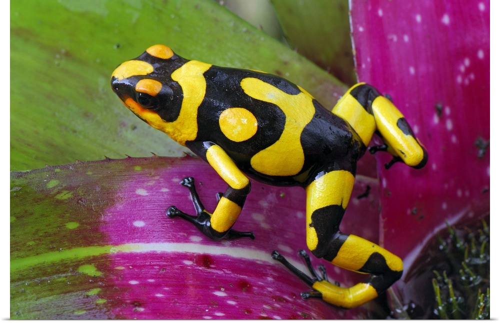Harlequin Poison Frog on bromeliad(Oophaga histrionica)Cauca, Colombia