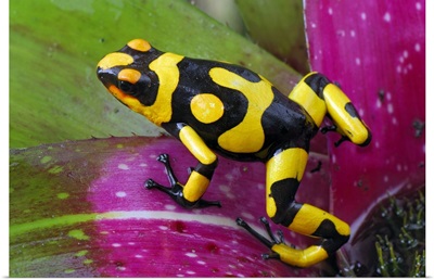 Harlequin Poison Dart Frog on bromeliad, Cauca, Colombia