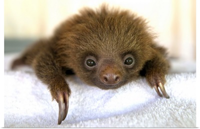 Hoffmann's Two-toed Sloth baby, Aviarios Sloth Sanctuary, Costa Rica