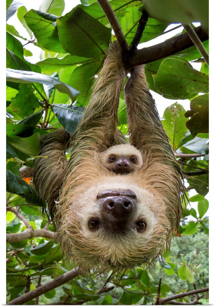 Hoffmann's Two-toed Sloth (Choloepus hoffmanni) mother and two month old baby, Aviarios Sloth Sanctuary, Costa Rica.