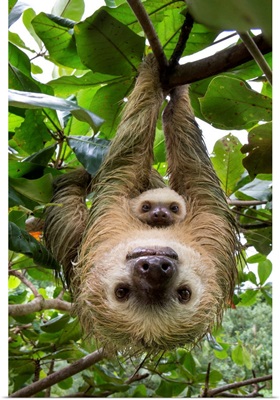 Hoffmann's Two-toed Sloth mother and two month old baby, Costa Rica