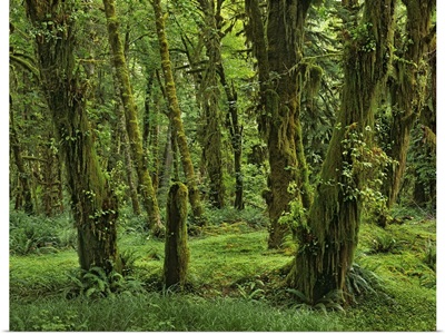 Hoh Rainforest, Olympic National Park, Washington
