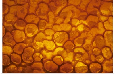 Honey Bee (Apis mellifera) honeycomb cells filled with honey and covered by wax