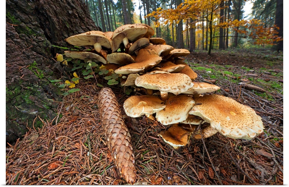 Honey Fungus (Armillaria mellea) fruiting bodies at base of fir tree stem (Picea abies), Germany