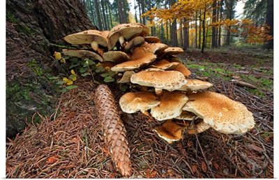 Honey Fungus mushrooms and pine cone at base of tree, Germany
