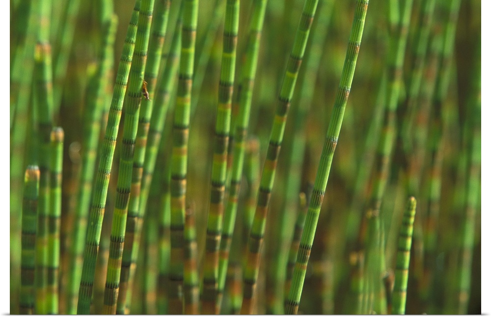 Big, horizontal, close up photograph of a large bunch of horsetail plants standing upright in a swamp, those in the backgr...