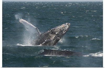 Humpback Whale breaching, Baja California, Mexico