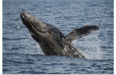Humpback Whale breaching, Eastern Cape, South Africa
