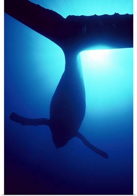 Humpback Whale male singing underwater, Maui, Hawaii