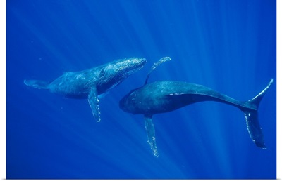 Humpback Whale males interacting, Maui, Hawaii
