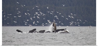 Humpback Whale (Megaptera novaeangliae) feeding near Juneau, Alaska