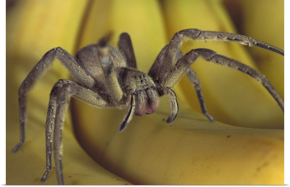 Hunting Spider or Banana Spider (Cupiennius salei) walking on Bananas, native to Central America