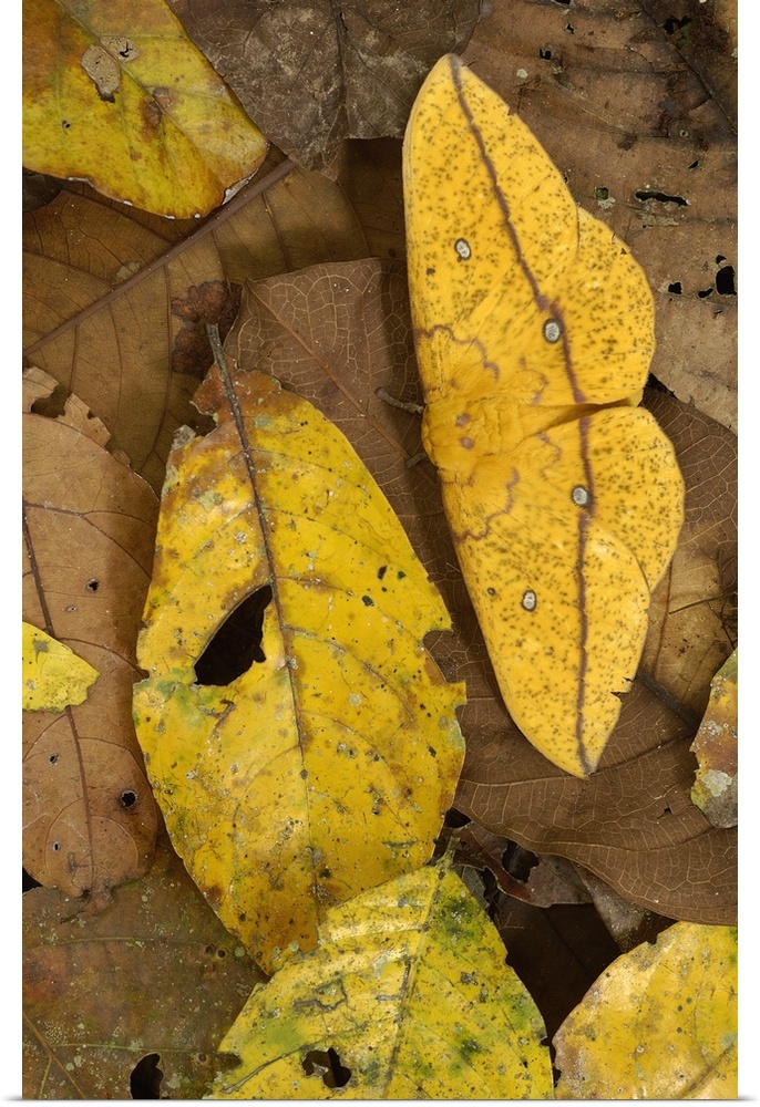 Imperial Moth (Eacles imperialis) camouflaged in leaf litter in rainforest, Yasuni National Park, at 982,000 hectares, the...