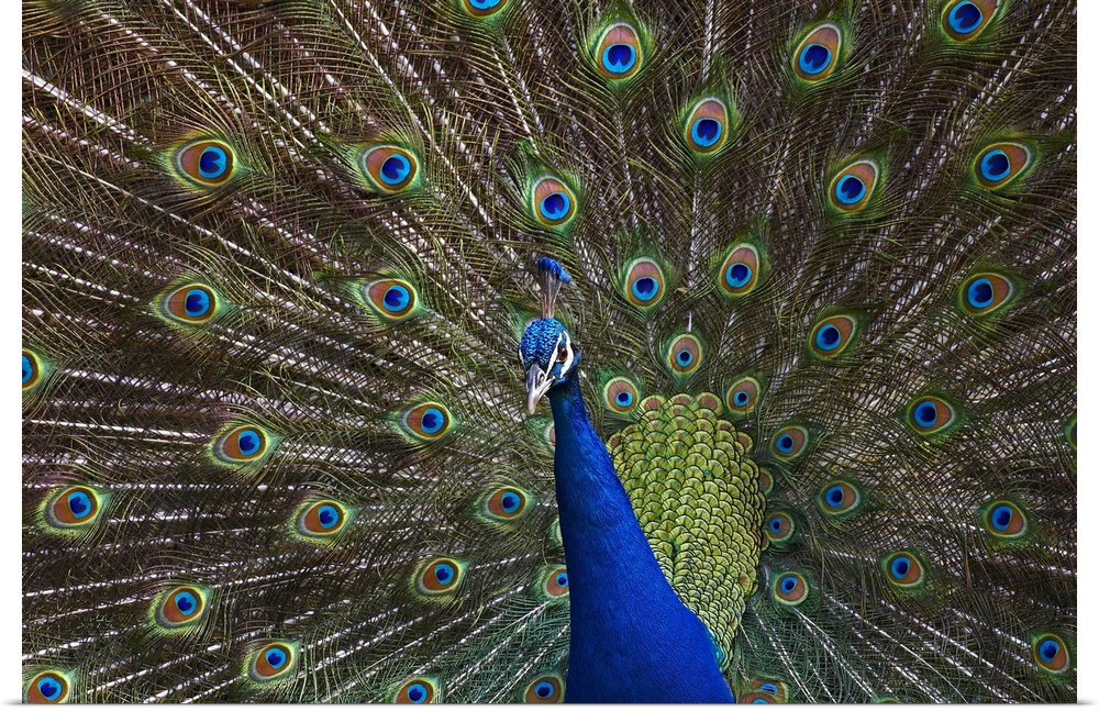 Indian Peafowl male with tail fanned out in courtship display, native to Asia