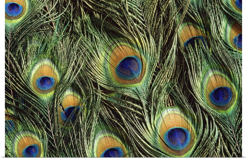 Large, landscape, close up photograph of the colorful, shimmering feathers of a peacock, flowing into one another.