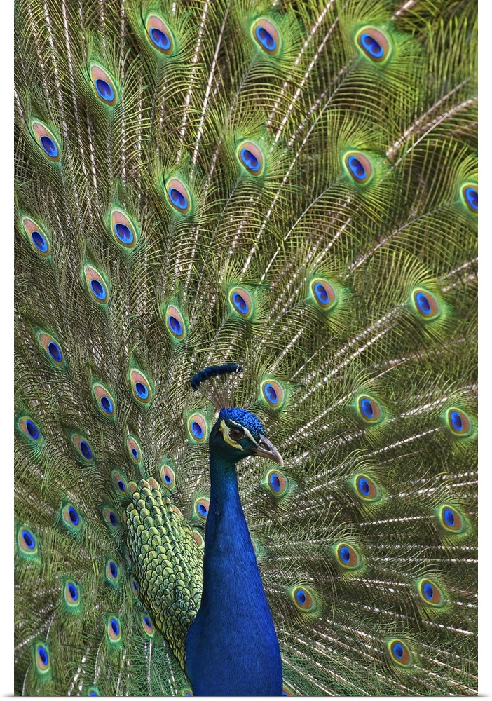 Indian Peafowl (Pavo cristatus) male with tail fanned out in courtship display