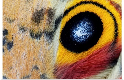 Io Moth (Automeris io) Wing with Eye-spot, Texas