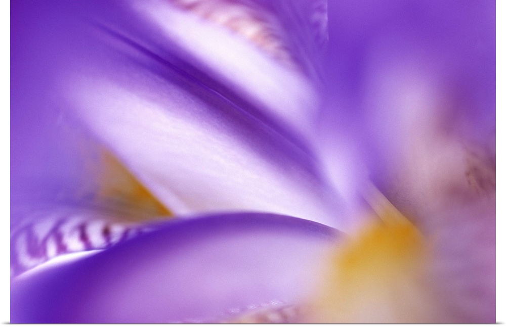 Horizontal, large, close up photograph of an iris flower, heavily blurred toward the outer edges.
