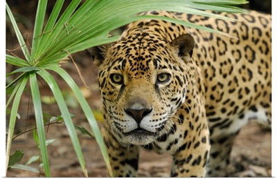 Jaguar (Panthera onca) peering through brush, Belize