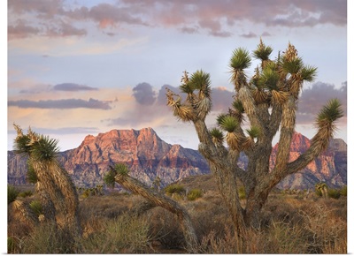 Joshua Tree and Spring Mountains at Red Rock Canyon National Conservation