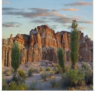Joshua Tree Saplings And Cliffs, Red Rock Canyon, Nevada