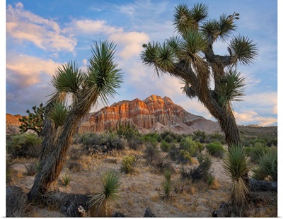 Joshua Trees And Cliffs, Red Rock Canyon State Park, California
