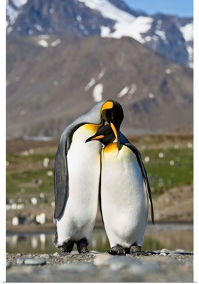 King Penguin pair courting, St Andrew's Bay, South Georgia Island