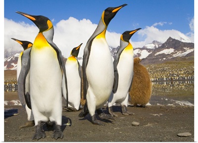 King Penguins at St Andrews Bay