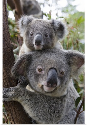 Koala mother and ten-month-old joey, Queensland, Australia