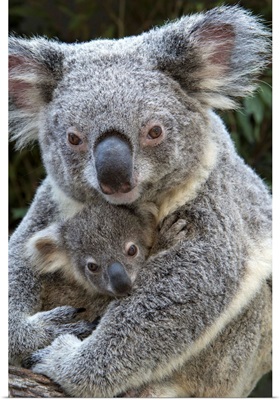 Koala mother holding eight-month-old joey, Queensland, Australia