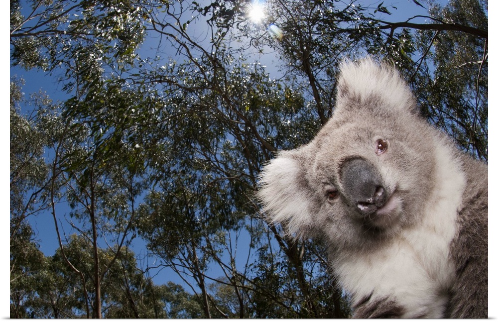 Koala (Phastolarctos cinereus) in Gum Tree (Eucalyptus sp) forest, Victoria, Australia