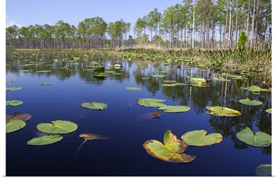 Lake with lily pads, southern Florida