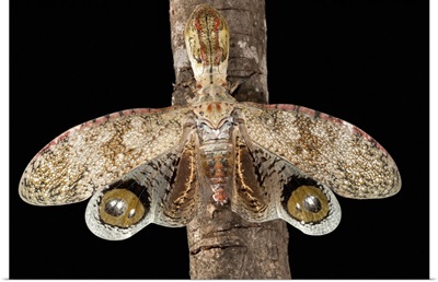 Lantern Bug (Fulgora laternaria) with eye spots, Barro Colorado Island, Panama