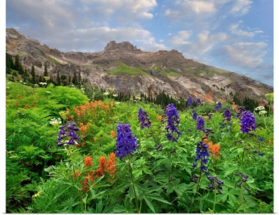 Larkspur And Paintbrush Flowering, Yankee Boy Basin, San Juan Mountains, Colorado