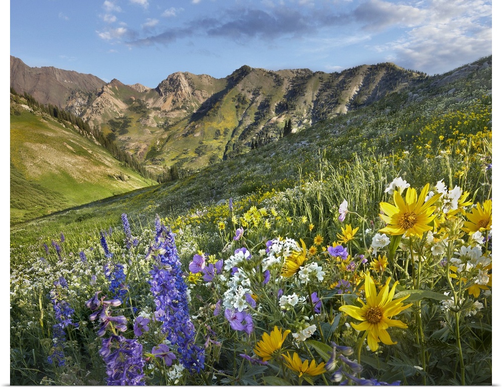 Larkspur (Delphinium sp) and sunflowers, Albion Basin, Wasatch Range, Utah