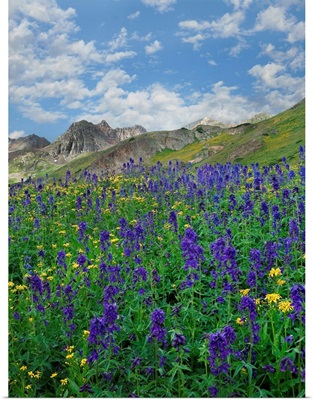 Larkspur Flowers, American Basin, Colorado