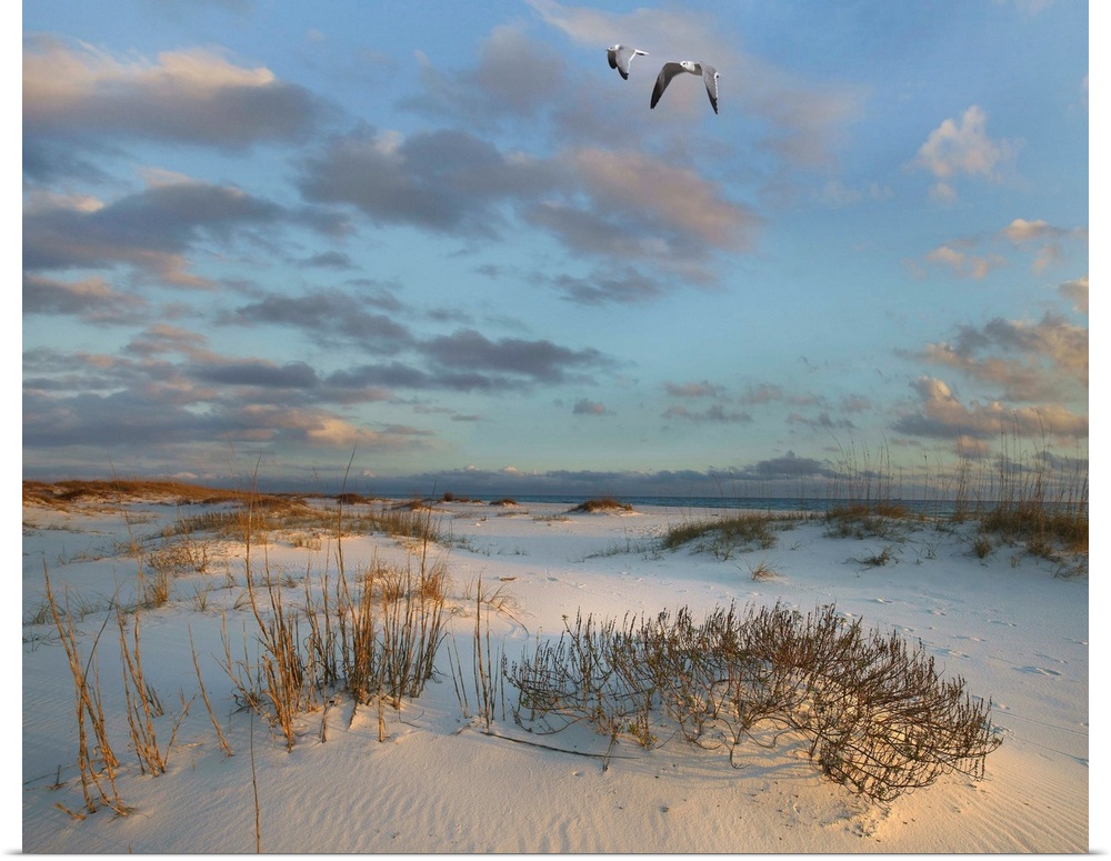 Laughing Gulls flying over coastal dunes, Gulf Islands National Seashore, Florida